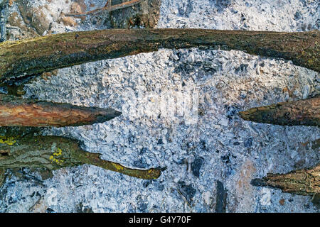 Nella foto - grigio-azzurro cenere, non completamente bruciato rami di alberi. Foto Stock