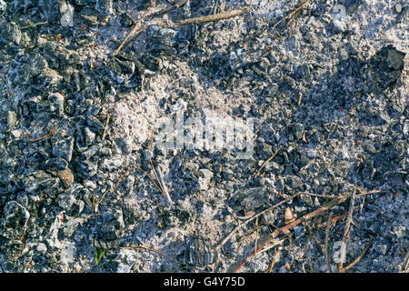 Nella foto - grigio-azzurro cenere, non completamente bruciato rami di alberi. Foto Stock