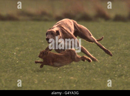 Lepre Coursing Foto Stock