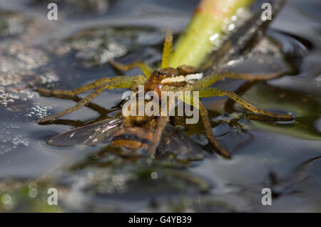 Raft spider sulla superficie dello stagno di mangiare un ape preda di insetti Foto Stock