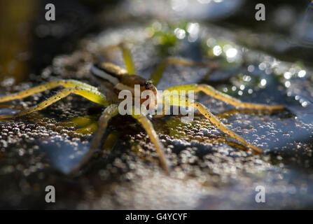 Raft spider sulla superficie dello stagno Foto Stock