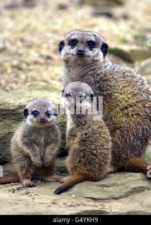 Due bambini Meerkat, nati nel febbraio 2000, fanno i loro primi passi fuori allo zoo di Edimburgo. Le nuove aggiunte devono ancora essere nominate in quanto i custodi non sono in grado di dire il sesso della coppia. * 27/9/01: Ricercatori del Regno Unito e del Sudafrica hanno riportato i risultati di uno studio sugli effetti della nannying sui cuccioli di Kalahari meerkat. Hanno trovato che avere un sacco di nannies aumenta il guadagno di peso giornaliero e tassi di sopravvivenza individuale di giovani meerkat. Gli effetti si estendevano oltre lo svezzamento, così che i cuccioli con un gran numero di aiutanti crescevano per diventare adulti più pesanti e più forti a circa 12 mesi di età. Il Foto Stock