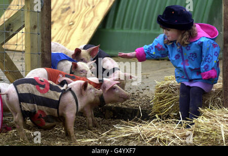 Maiale picchetti Racing 2000 Foto Stock