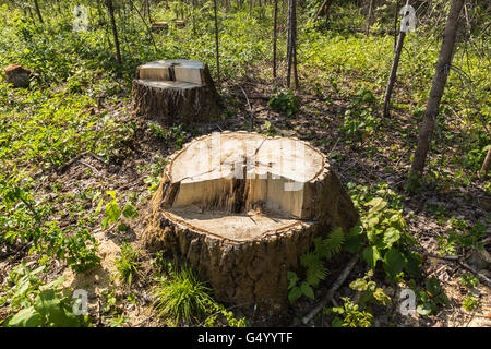 La betulla ceppo di albero nella foresta Foto Stock