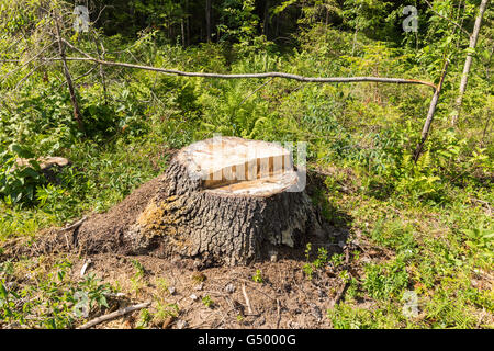 Ceppo di albero nella foresta Foto Stock