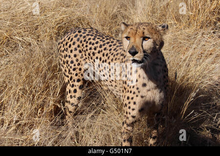 La Namibia, Düsternbrook, safari con alimentazione di un ghepardo, orgogliosa di ghepardo Foto Stock