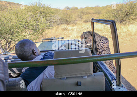 La Namibia, Düsternbrook, safari con la alimentazione di un ghepardo, ghepardo attaccando gli africani in jeep Foto Stock