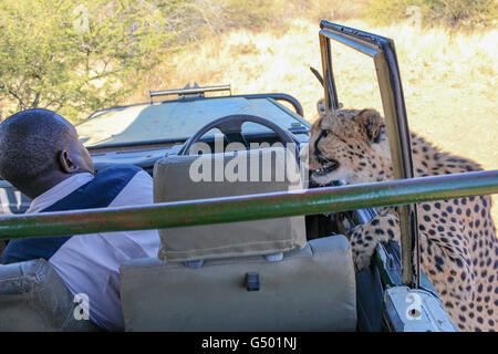 La Namibia, Düsternbrook, safari con la alimentazione di un ghepardo, affamati cheetah alimentare Foto Stock