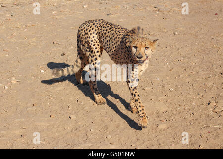 La Namibia, Düsternbrook, safari con la alimentazione di un ghepardo, cheetah con bocca sanguinante dopo aver mangiato Foto Stock