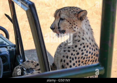 La Namibia, Düsternbrook, safari con la alimentazione di un ghepardo, cheetah con bocca sanguinante dopo aver mangiato Foto Stock