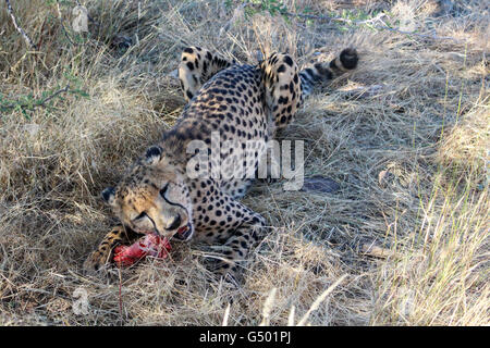 La Namibia, Düsternbrook, safari con la alimentazione di un ghepardo, barando sulla carne Foto Stock