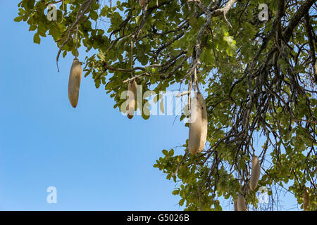 Il Botswana, Okavango Delta, salsiccia di fegato Tree (Struttura di salsiccia, salsiccia albero) in Botswana Foto Stock