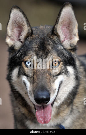 Ricerca Wyedean Sled Dog Foto Stock