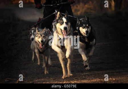 Ricerca Wyedean Sled Dog Foto Stock