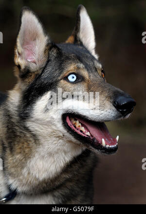 Ricerca Wyedean Sled Dog Foto Stock