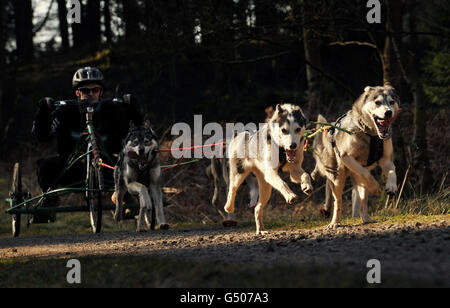 Ricerca Wyedean Sled Dog Foto Stock