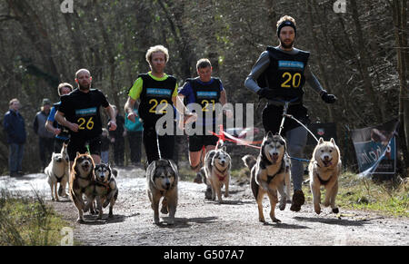 Concorrenti nel Cani-cross la corsa di cani da slitta Wyedean quest a Mallards Pike nella Foresta di Dean, Gloucestershire. Foto Stock