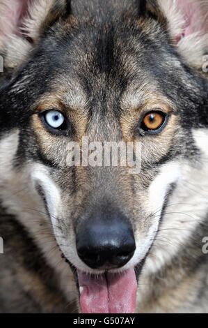 Ricerca Wyedean Sled Dog Foto Stock