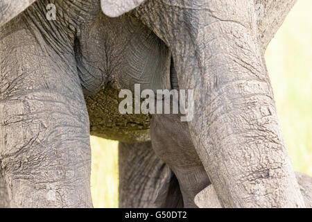 Vitello di elefante poppato sua madre nella savana Foto Stock