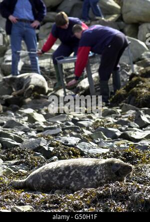 Un trio di cuccioli di foca grigi salvati viene rilasciato nella natura selvaggia ad Arsaig al largo della costa occidentale della Scozia. I cuccioli maschi hanno trascorso gli ultimi mesi a recuperare presso l'Oban Seal and Marine Center, nella Scozia occidentale, dove si trova un ospedale appositamente costruito per il salvataggio delle foche. *.. dopo essere stato scoperto malnutrito e ferito in mari tempestosi quattro mesi fa. Foto Stock