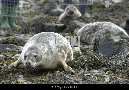 Guarnizioni di Scozia Foto Stock