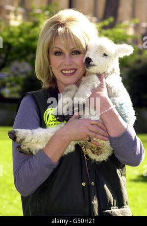 Lumley e agnello al benessere degli animali Foto Stock