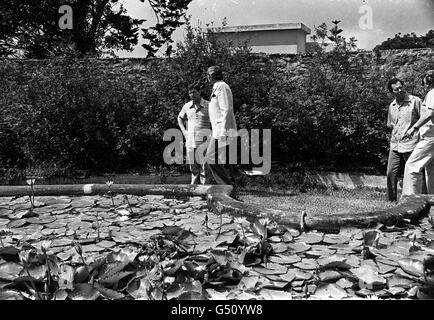 Giardino a LONGWOOD HOUSE, ST. HELENA. Foto Stock