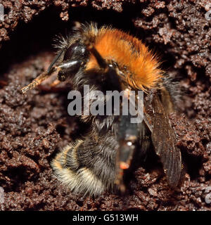 Tree bumblebee (Bombus hypnorum) entra in modalità di ibernazione. Gli insetti mostrato durante il letargo invernale tra terreno e legno marcio Foto Stock