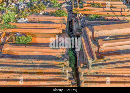 Vecchio impilati tegole con moss su rampantly cresce Foto Stock