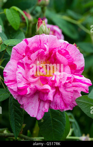 Bianco e rosa schizzato crimson fiori di Rosa Mundi, un vecchio Gallica rosa, rosa gallica 'Versicolor' Foto Stock