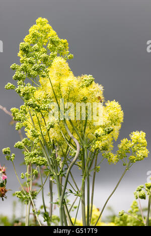 Soffici fiori gialli delle alte piante erbacee perenni meadow rue, Thalictrum flavum subsp. glaucum contro un cielo tempestoso. Foto Stock