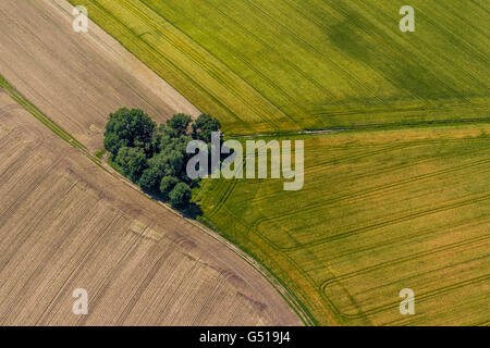 Vista aerea, Copse nella forma di un cuore, forma di cuore, i campi e gli alberi e i percorsi su strada sterrata, Datteln, regione della Ruhr, Foto Stock