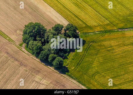 Vista aerea, Copse nella forma di un cuore, forma di cuore, i campi e gli alberi e i percorsi su strada sterrata, Datteln, regione della Ruhr, Foto Stock