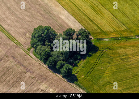 Vista aerea, Copse nella forma di un cuore, forma di cuore, i campi e gli alberi e i percorsi su strada sterrata, Datteln, regione della Ruhr, Foto Stock