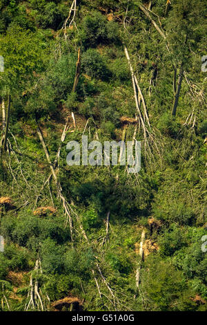 Vista aerea da Bredeney di Stadtwald variava danni, Essen Stadtwald e la zona intorno al Lago Baldeneysee Essen e la regione della Ruhr, Foto Stock