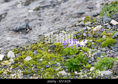 Cina Yunnan Sheng, Lijiang Shi, neve montagna a Lijang, fiori cinese Foto Stock