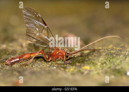 Ophion scutellaris ichneumon wasp nel profilo. Wasp nella famiglia Ichneumonidae, un parassitoide di larve di lepidotteri Foto Stock
