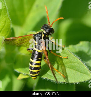 Figwort sawfly (Tenthredo scrophulariae). Insetto in famiglia Tenthredinidae, con il giallo e il nero di addome e antenne arancione Foto Stock