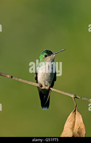 Viola-capped Woodnymph Thalurania glaucopis, singolo femmina adulta appollaiato. Presa può. Foresta pluviale atlantica, Stato di Rio de Janeiro Foto Stock