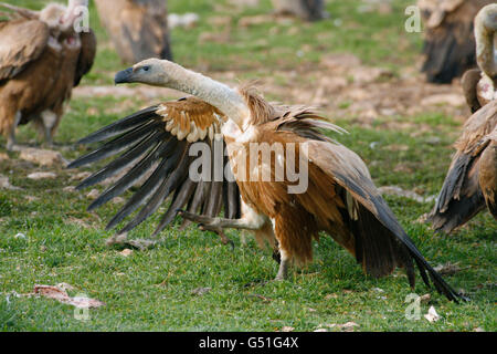 Grifoni, Gyps fulvus, singolo adulto in posa dominante. Presa di marzo. Segovia, Spagna. Foto Stock