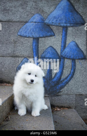 Poco Samoiedo cucciolo seduti sulla parete Foto Stock