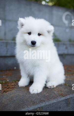 Poco Samoiedo cucciolo seduti sulla parete Foto Stock