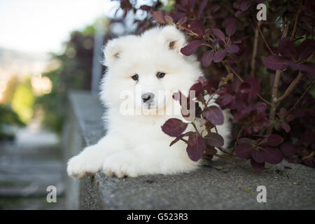 Poco Samoiedo cucciolo seduti sulla parete Foto Stock