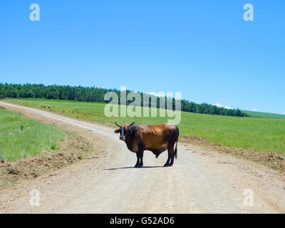 Sud Africa, KwaZulu-Natal, Uthukela DC, blocco stradale attraverso un toro vicino le montagne Drakensberg, traffico ostacolo sulla strada per il Drakensberg Foto Stock