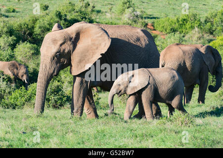 Sud Africa, Eastern Cape, Western District, Addo Elephant National Park, un elefante pascolo del bestiame attraverso il deserto Foto Stock