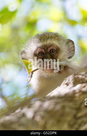 Sud Africa, Capo Nord, Benede Oranje, Augrabies Falls National Park, Sud Meerkat verde rode la struttura ad albero Foto Stock