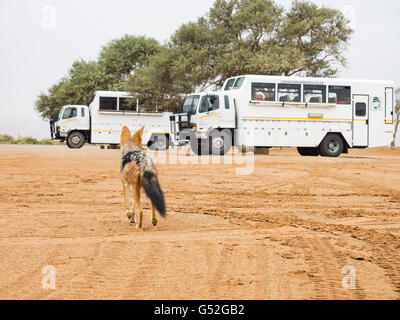 La Namibia, Hardap, Sossusvlei, Shabrackchakal nella parte anteriore del bus turistici nel deserto Foto Stock