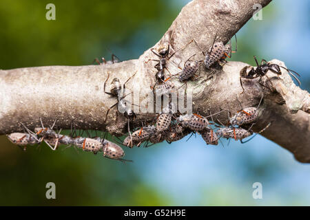 Falegname nero formiche (Camponotus pennsylvanicus) tendono corteccia gigante afidi (Longistigma caryae) per loro melata. Foto Stock