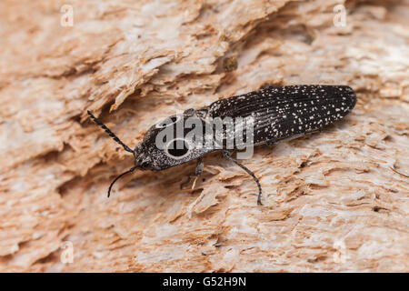 Un Eyed Fare clic su Beetle (Alaus oculatus) posatoi in legno esposta di un caduto morto quercia. Foto Stock