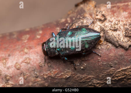 Un METALLIZZATE LEGNO-noioso Beetle (Chrysobothris azurea) esplora un ramo della caduta di una quercia. Foto Stock